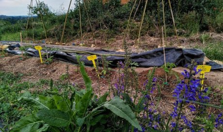 Potager du Jardin de Lyno - Location de gîtes insolites à Belvès en Dordogne - Périgord Noir