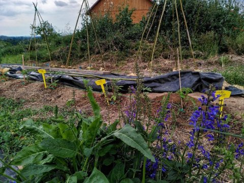 Potager du Jardin de Lyno - Location de gîtes insolites à Belvès en Dordogne - Périgord Noir