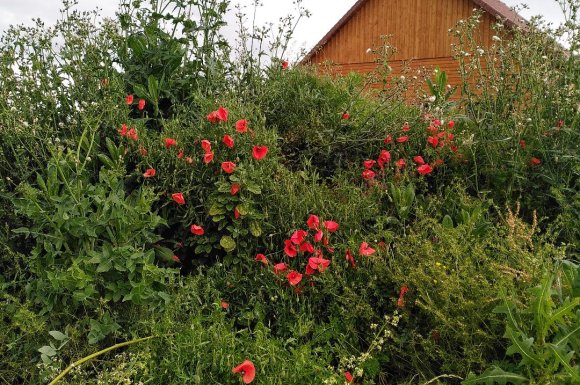 Tourisme éco responsable - Belvès - Le Jardin de Lyno