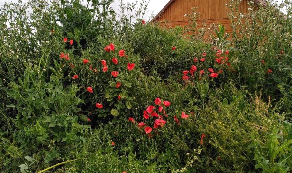 Tourisme éco responsable - Belvès - Le Jardin de Lyno