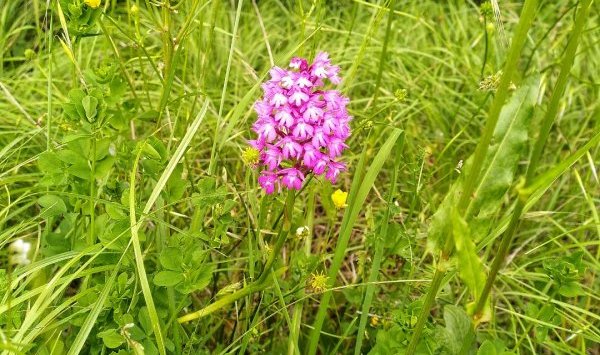 La faune et la flore du Jardin de Lyno à Belvès en Dordogne, Périgord Noir