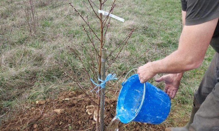 Arrosage pêcher - Futur jardin forêt - Le Jardin de Lyno - Hébergements insolites avec piscine à Belvès, Dordogne