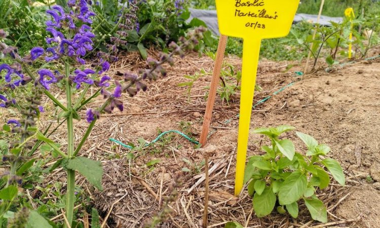 Basilic Marseillais au potager du Jardin de Lyno - Location de gîtes insolites à Belvès en Dordogne - Périgord Noir