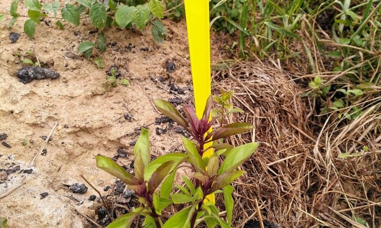 Basilic Thaï au potager du Jardin de Lyno - Location de gîtes insolites à Belvès en Dordogne - Périgord Noir