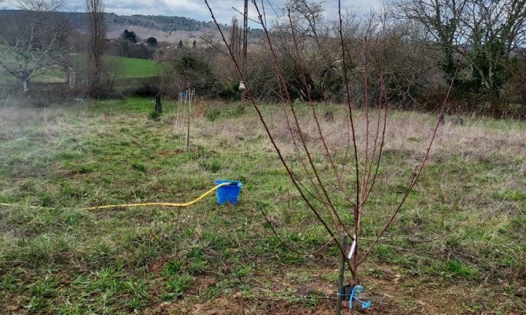 Ligne arbres fruitiers - Futur jardin forêt - Le Jardin de Lyno - Hébergements insolites avec piscine à Belvès, Dordogne