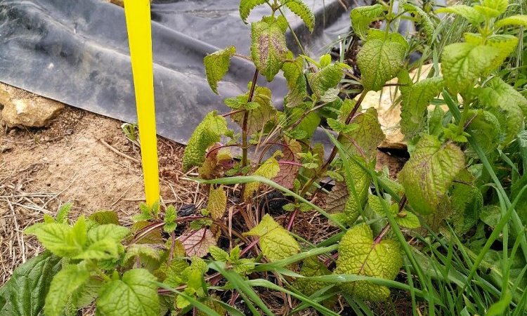 Mélisse au potager du Jardin de Lyno - Location de gîtes insolites à Belvès en Dordogne - Périgord Noir