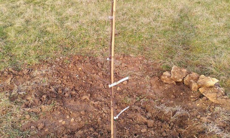 Plantations d'arbres 2026 dans le jardin forêt - Le Jardin de Lyno, locations saisonnières à proximité de Sarlat 