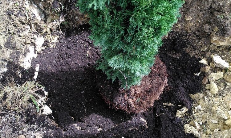 Plantation d'une haie de cyprès - Location de gîtes insolites et écologiques à Belvès en Dordogne