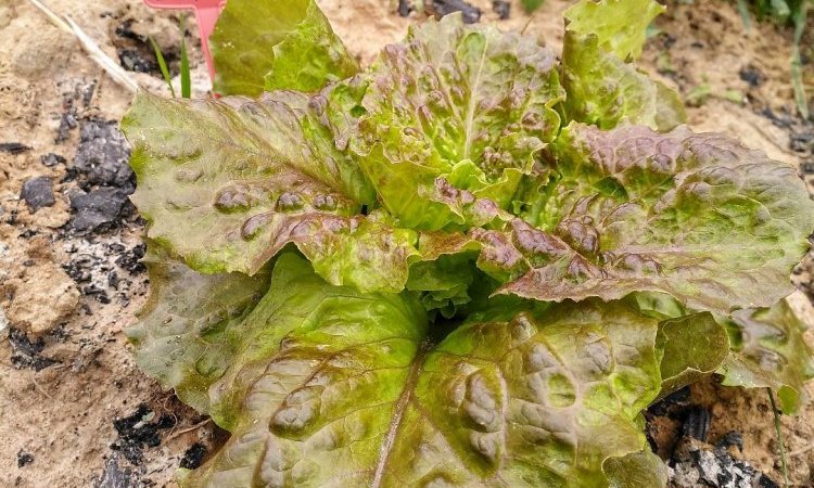 Laitue à couper au potager du Jardin de Lyno - Location de gîtes insolites à Belvès en Dordogne - Périgord Noir