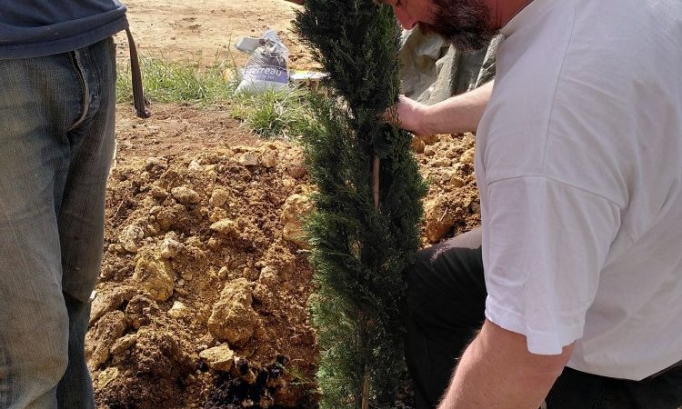 Plantation d'une haie de cyprès - Location de gîtes insolites et écologiques à Belvès en Dordogne