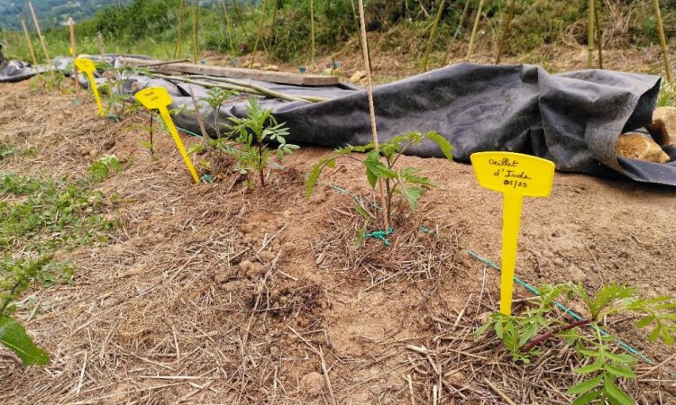 Tomates et Oeillets d'Inde au potager du Jardin de Lyno - Location de gîtes insolites à Belvès en Dordogne - Périgord Noir