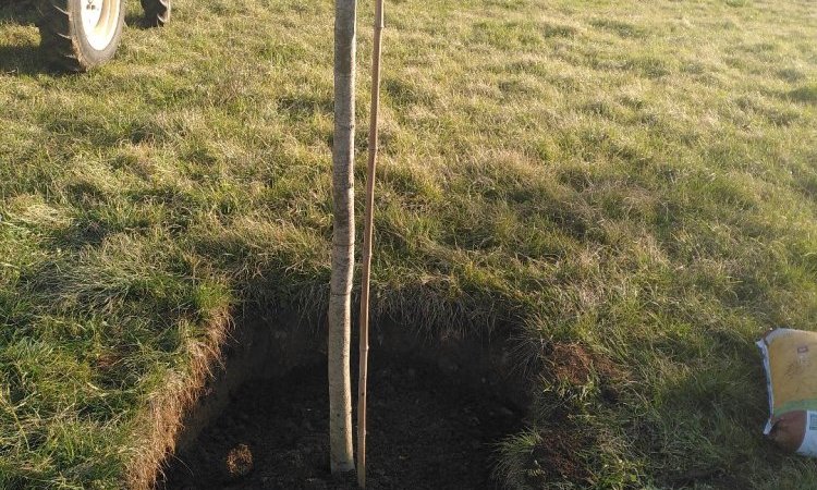 Plantation de grands arbres dans le Jardin de Lyno - Belvès