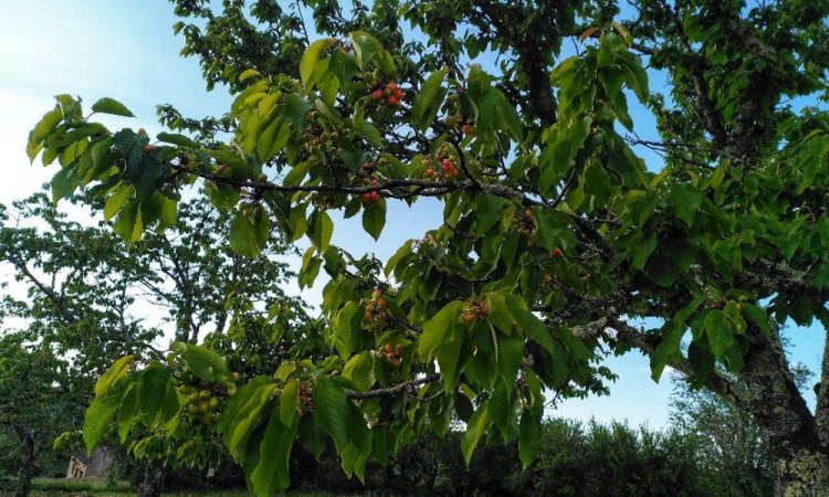 La faune et la flore du Jardin de Lyno à Belvès en Dordogne, Périgord Noir