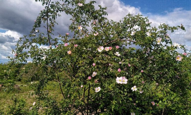 La faune et la flore du Jardin de Lyno à Belvès en Dordogne, Périgord Noir