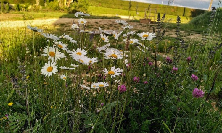 La faune et la flore du Jardin de Lyno à Belvès en Dordogne, Périgord Noir