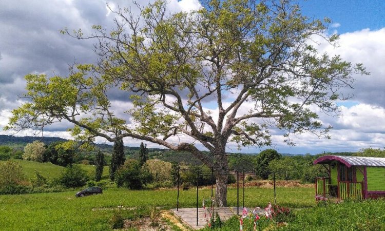 La faune et la flore du Jardin de Lyno à Belvès en Dordogne, Périgord Noir