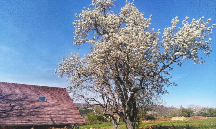 La faune et la flore du Jardin de Lyno à Belvès en Dordogne, Périgord Noir