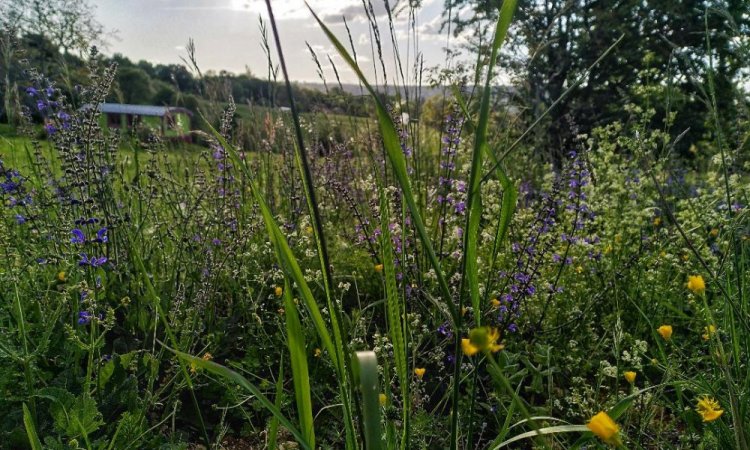 La faune et la flore du Jardin de Lyno à Belvès en Dordogne, Périgord Noir
